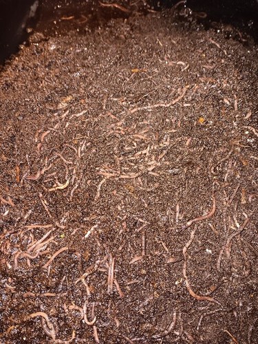 Red wigglers compost worms - red, worms"