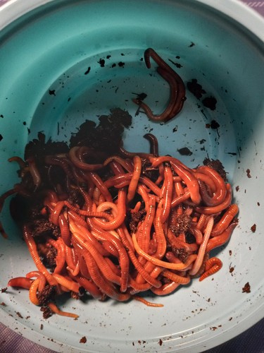 200 red wigglers - wigglers, compost